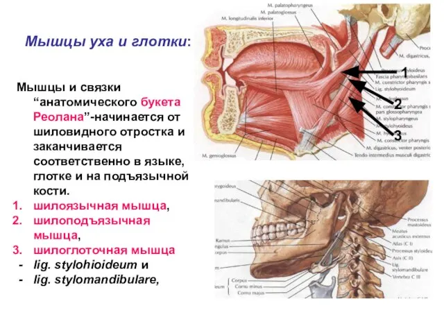 Мышцы уха и глотки: Мышцы и связки “анатомического букета Реолана”-начинается от