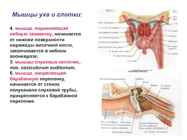 Мышцы уха и глотки: 4. мышца, поднимающая небную занавеску, начинается от