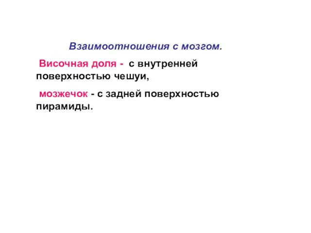 Взаимоотношения с мозгом. Височная доля - с внутренней поверхностью чешуи, мозжечок - с задней поверхностью пирамиды.