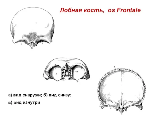 Лобная кость, os Frontale а) вид снаружи; б) вид снизу; в) вид изнутри