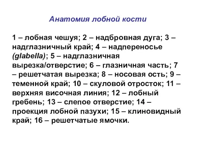 Анатомия лобной кости 1 – лобная чешуя; 2 – надбровная дуга;