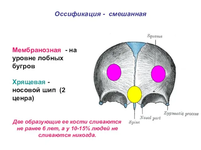 Оссификация - смешанная Мембранозная - на уровне лобных бугров Хрящевая -