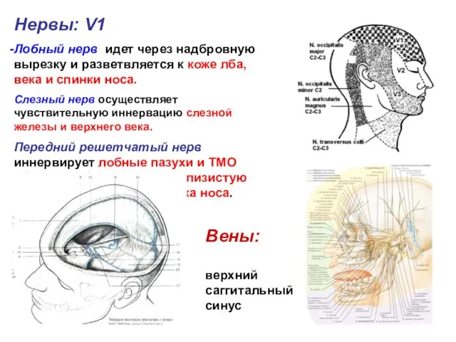 Нервы: V1 Лобный нерв идет через надбровную вырезку и разветвляется к