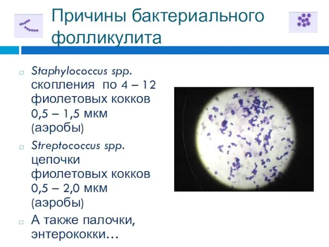 Причины бактериального фолликулита Staphylococcus spp. скопления по 4 – 12 фиолетовых