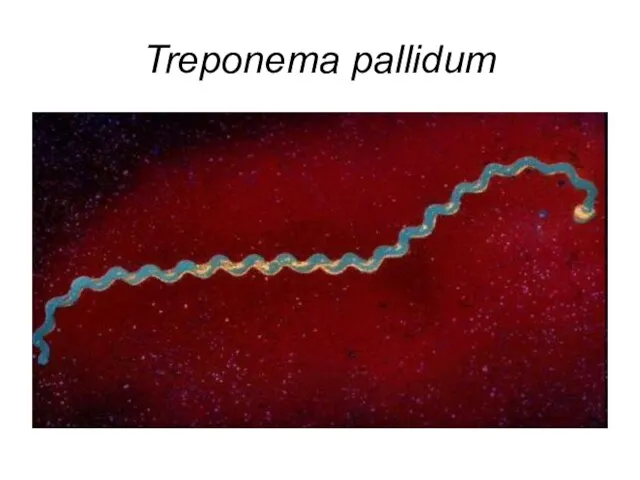 Treponema pallidum