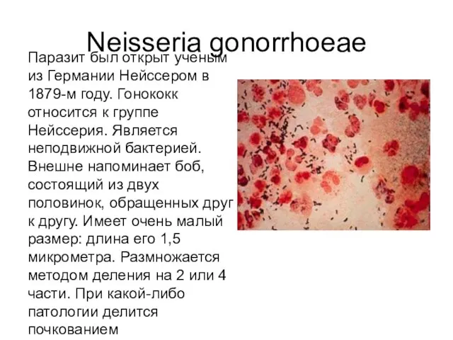 Neisseria gonorrhoeae Паразит был открыт ученым из Германии Нейссером в 1879-м