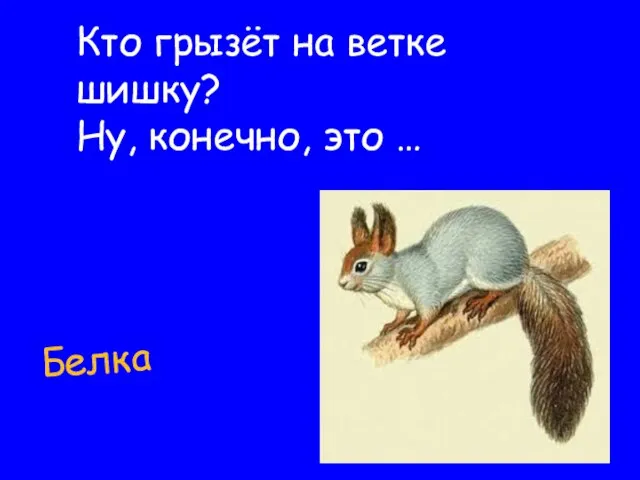 Белка Кто грызёт на ветке шишку? Ну, конечно, это …