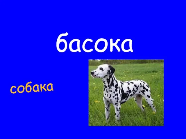басока собака