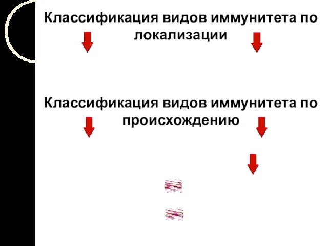 Классификация видов иммунитета по локализации Классификация видов иммунитета по происхождению