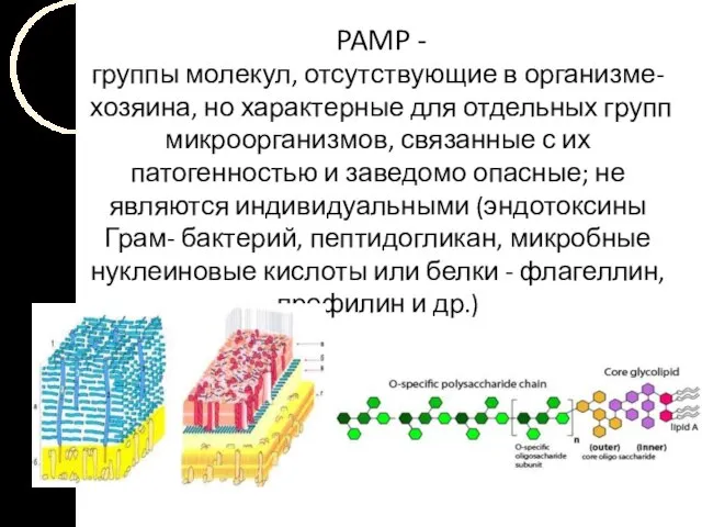 PAMP - группы молекул, отсутствующие в организме-хозяина, но характерные для отдельных