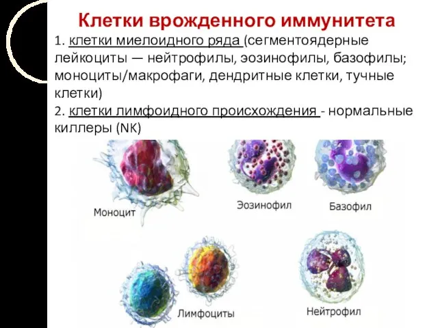 Клетки врожденного иммунитета 1. клетки миелоидного ряда (сегментоядерные лейкоциты — нейтрофилы,