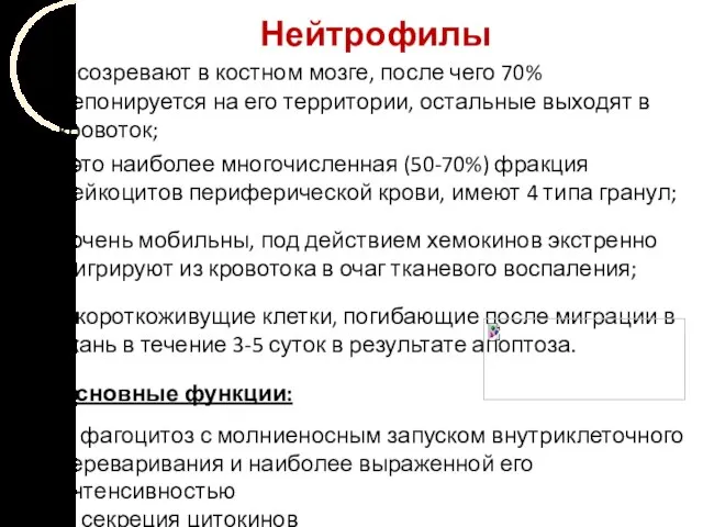 Нейтрофилы – созревают в костном мозге, после чего 70% депонируется на