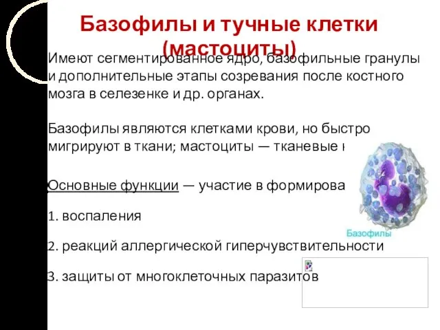 Базофилы и тучные клетки (мастоциты) Имеют сегментированное ядро, базофильные гранулы и