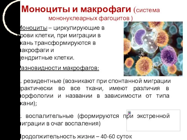 Моноциты и макрофаги (система мононуклеарных фагоцитов ) Моноциты – циркулирующие в