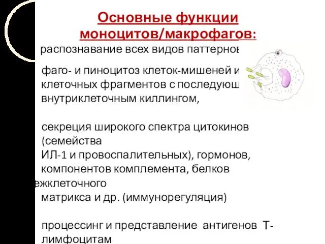 Основные функции моноцитов/макрофагов: - распознавание всех видов паттернов, фаго- и пиноцитоз