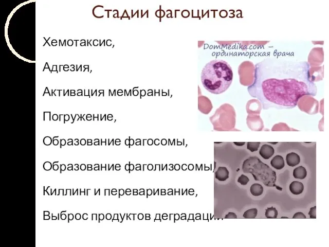 Стадии фагоцитоза Хемотаксис, Адгезия, Активация мембраны, Погружение, Образование фагосомы, Образование фаголизосомы,