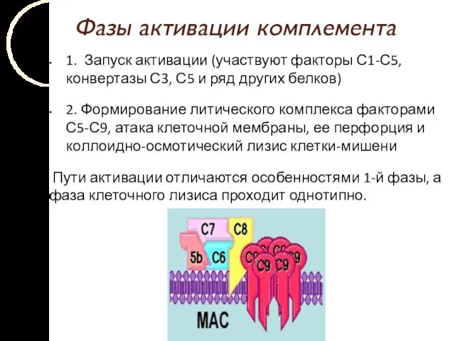 Фазы активации комплемента 1. Запуск активации (участвуют факторы С1-С5, конвертазы С3,