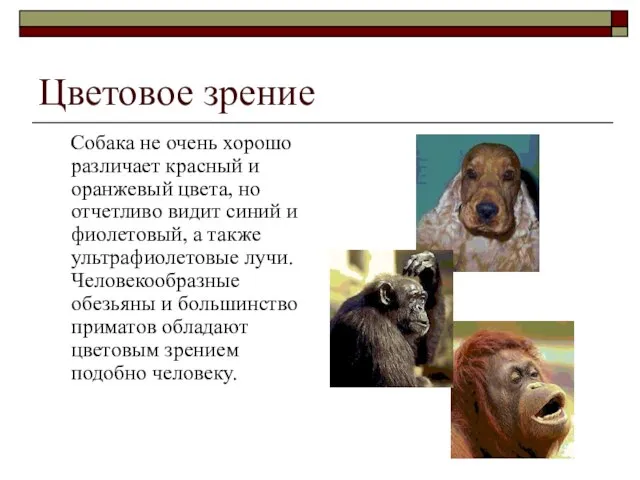 Цветовое зрение Собака не очень хорошо различает красный и оранжевый цвета,