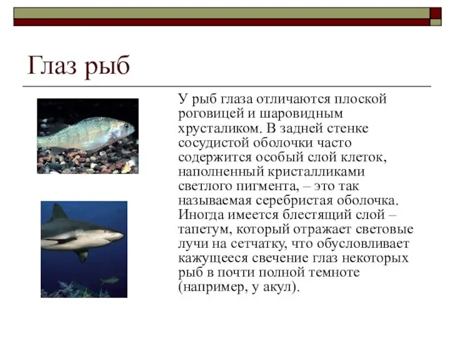 Глаз рыб У рыб глаза отличаются плоской роговицей и шаровидным хрусталиком.