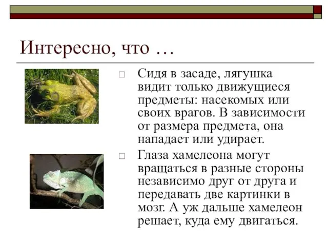 Интересно, что … Сидя в засаде, лягушка видит только движущиеся предметы: