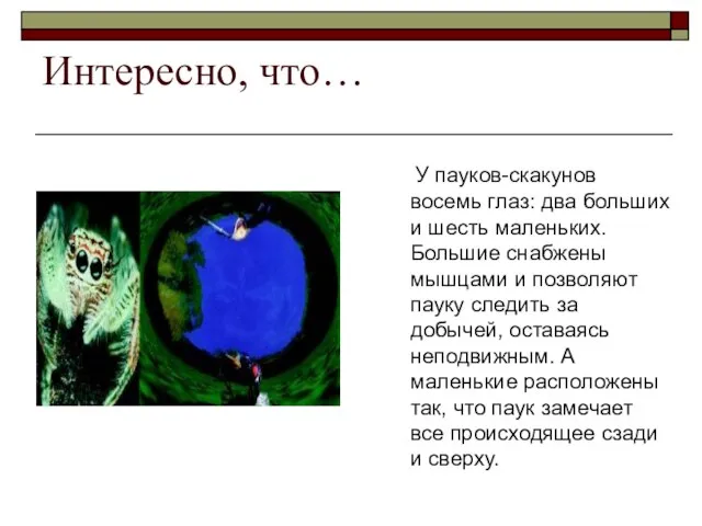 Интересно, что… У пауков-скакунов восемь глаз: два больших и шесть маленьких.