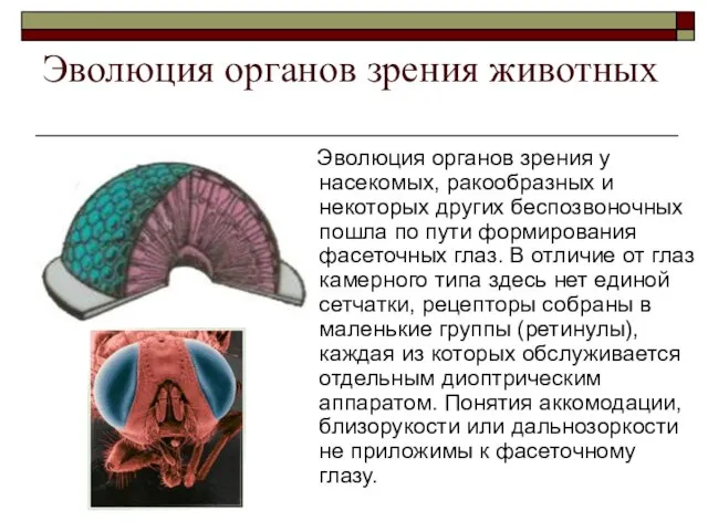 Эволюция органов зрения животных Эволюция органов зрения у насекомых, ракообразных и