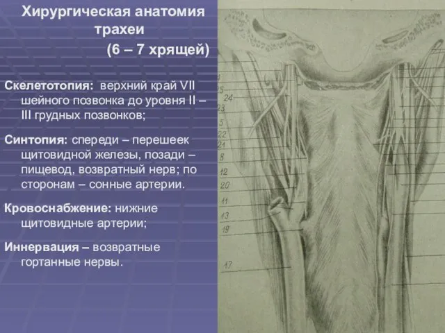 Хирургическая анатомия трахеи (6 – 7 хрящей) Скелетотопия: верхний край VII