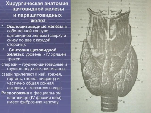 Хирургическая анатомия щитовидной железы и паращитовидных желез * Околощитовидные железы в