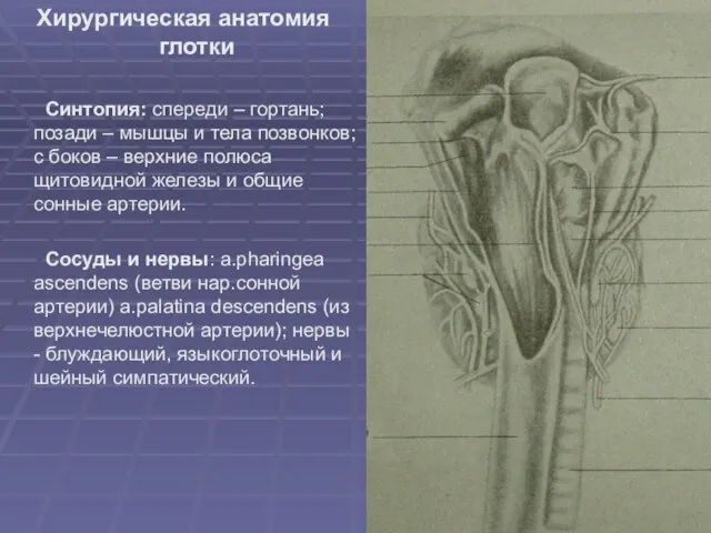 Хирургическая анатомия глотки Синтопия: спереди – гортань; позади – мышцы и