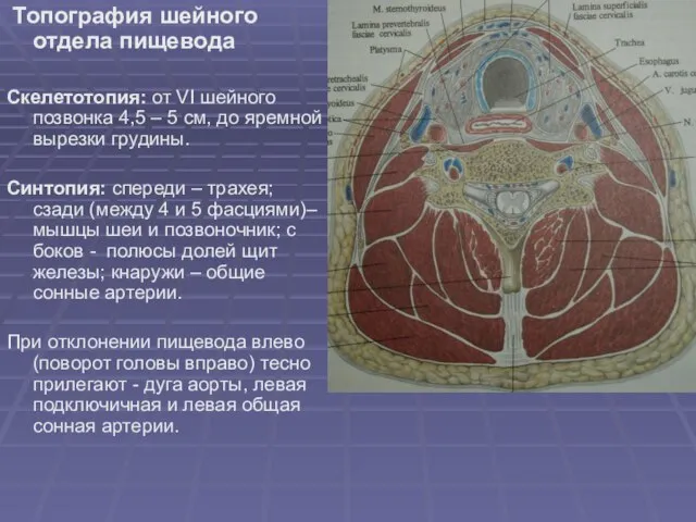 Топография шейного отдела пищевода Скелетотопия: от VI шейного позвонка 4,5 –