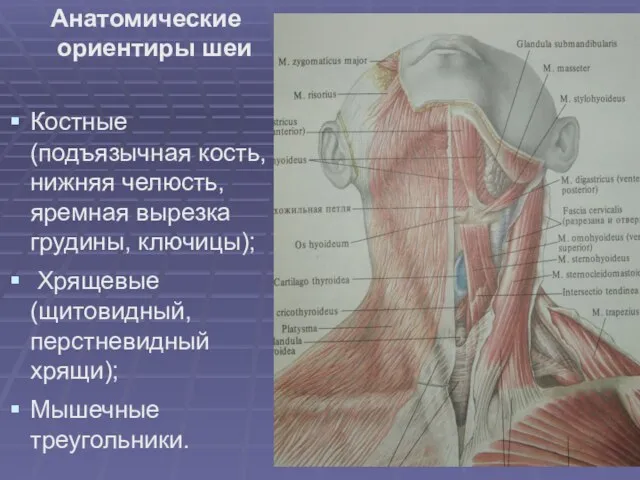 Анатомические ориентиры шеи Костные (подъязычная кость, нижняя челюсть, яремная вырезка грудины,