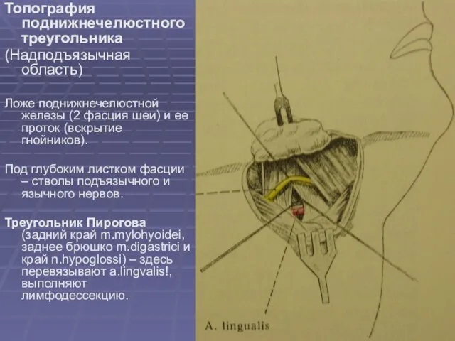 Топография поднижнечелюстного треугольника (Надподъязычная область) Ложе поднижнечелюстной железы (2 фасция шеи)