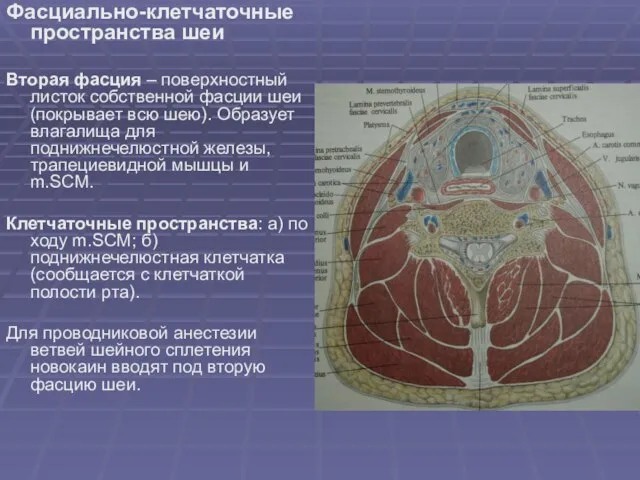 Фасциально-клетчаточные пространства шеи Вторая фасция – поверхностный листок собственной фасции шеи