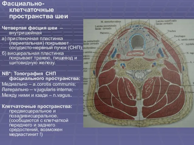 Фасциально-клетчаточные пространства шеи Четвертая фасция шеи – внутришейная а) пристеночная пластинка