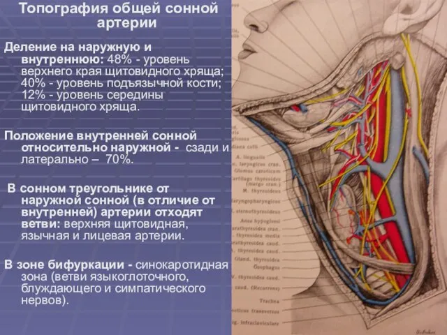 Топография общей сонной артерии Деление на наружную и внутреннюю: 48% -