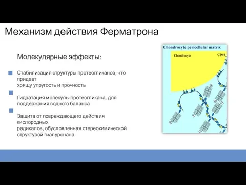 Молекулярные эффекты: Стабилизация структуры протеогликанов, что придает хрящу упругость и прочность