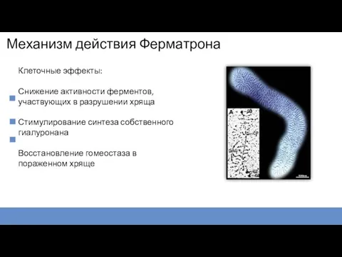 Механизм действия Ферматрона Клеточные эффекты: Снижение активности ферментов, участвующих в разрушении