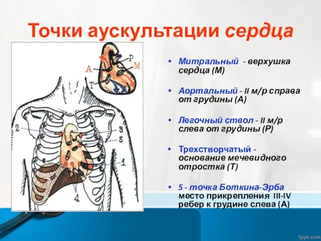 Точки аускультации сердца Митральный - верхушка сердца (М) Аортальный - II