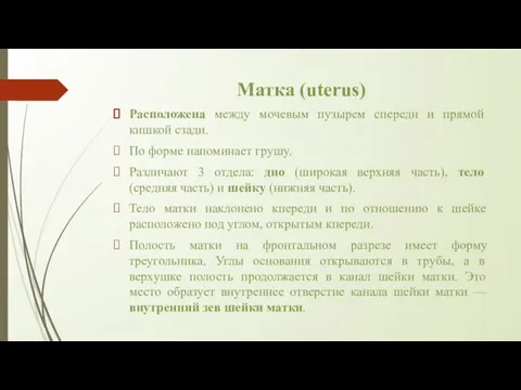 Матка (uterus) Расположена между мочевым пузырем спереди и прямой кишкой сзади.