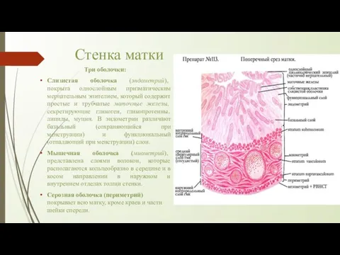 Стенка матки Три оболочки: Слизистая оболочка (эндометрий), покрыта однослойным призматическим мерцательным