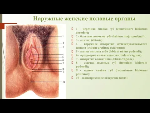 Наружные женские половые органы 1 - передняя спайка губ (commissure labiorum