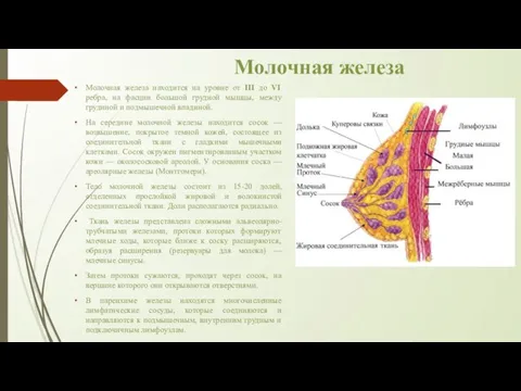 Молочная железа Молочная железа находится на уровне от III до VI