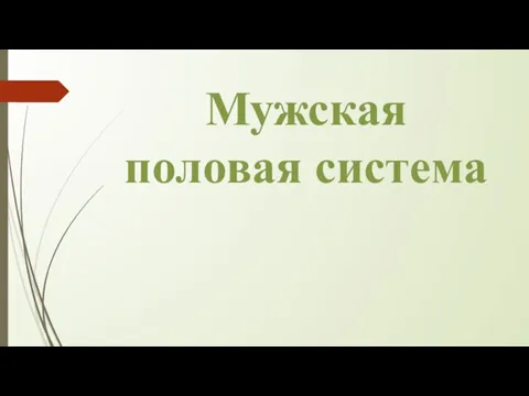 Мужская половая система