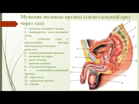 Мужские половые органы (сагиттальный срез через таз): 1 - головка полового