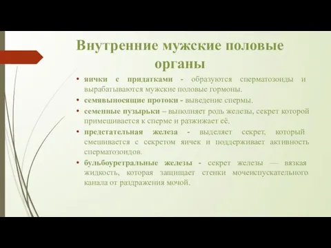 Внутренние мужские половые органы яички с придатками - образуются сперматозоиды и