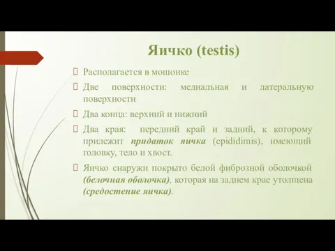 Яичко (testis) Располагается в мошонке Две поверхности: медиальная и латеральную поверхности