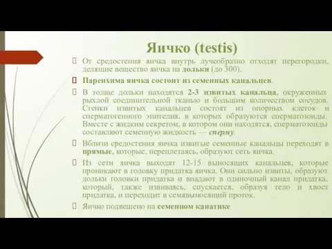 Яичко (testis) От средостения яичка внутрь лучеобразно отходят перегородки, делящие вещество