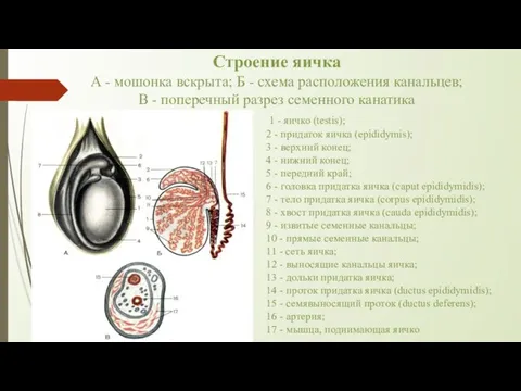 Строение яичка А - мошонка вскрыта; Б - схема расположения канальцев;