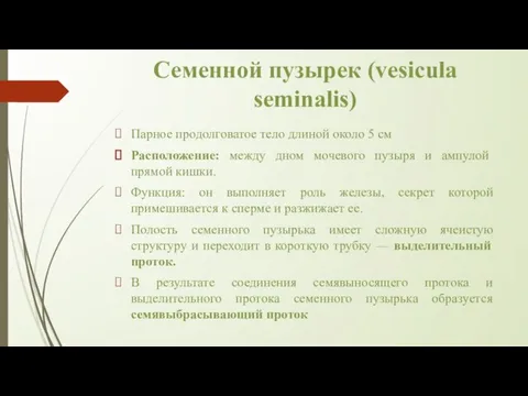 Семенной пузырек (vesicula seminalis) Парное продолговатое тело длиной около 5 см