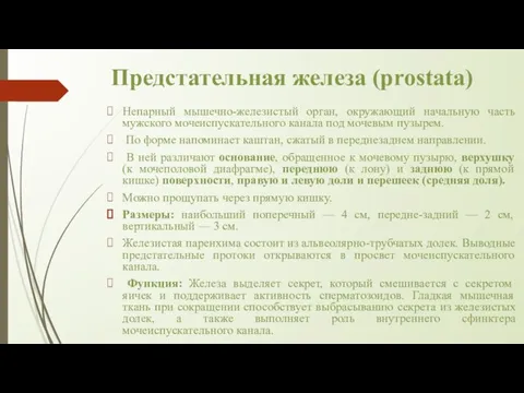 Предстательная железа (prostata) Непарный мышечно-железистый орган, окружающий начальную часть мужского мочеиспускательного